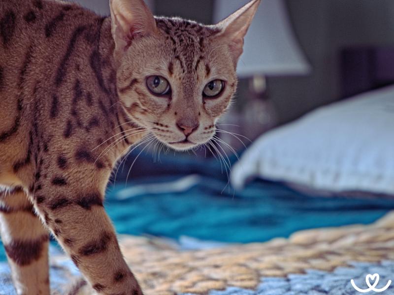 Kocici-plemeno-ocicat (8)